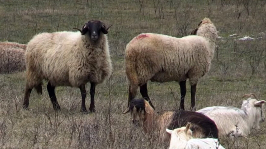 Ovce ometaju protivraketni sistem