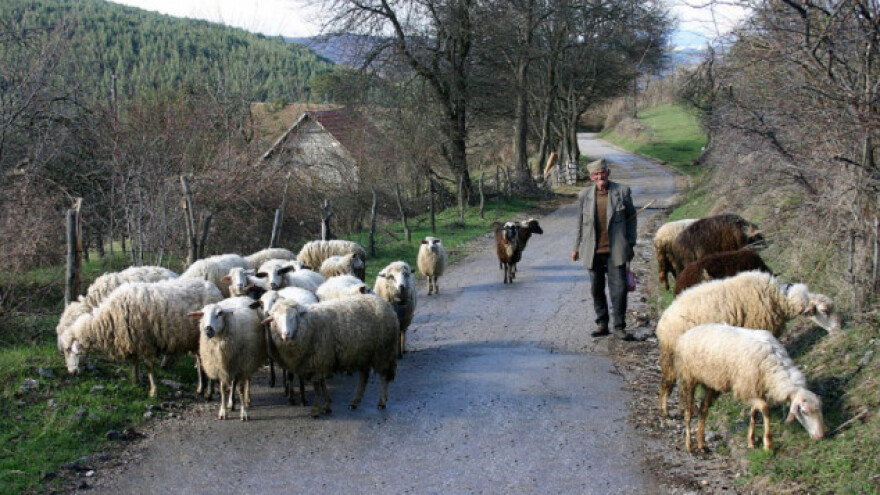 Sjenička ovca opet osvaja zapadnu Srbiju