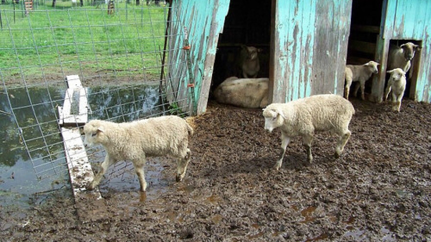 190 tisuća kuna kazne zbog uginulih ovaca!