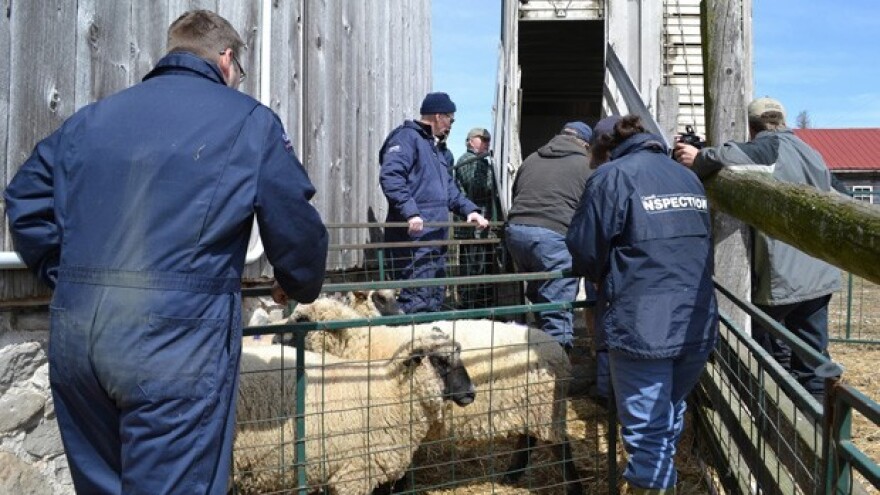 Ukradeni janjci opasni za konzumaciju!