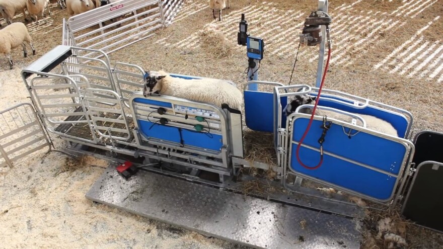 Precizno ovčarstvo: Racewell HD3 držač ovaca za brže vaganje, šišanje i kontrolu