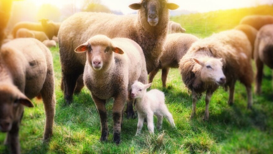 Od udara groma stradalo stado ovaca