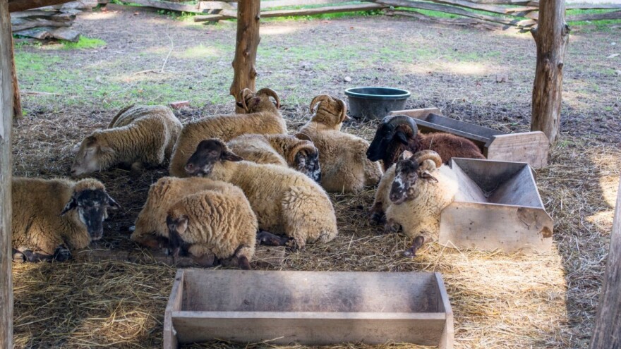 Koliko ovcama treba davati vode?