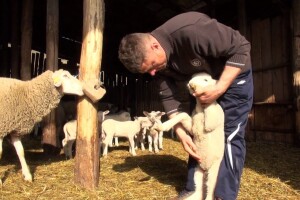 Kod nas nema interesa za proizvodnju vune, jednostavnije je uvesti sintetiku