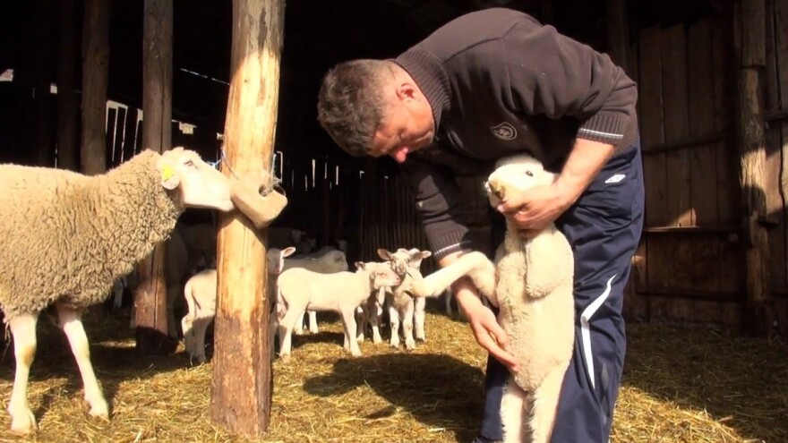 Kod nas nema interesa za proizvodnju vune, jednostavnije je uvesti sintetiku