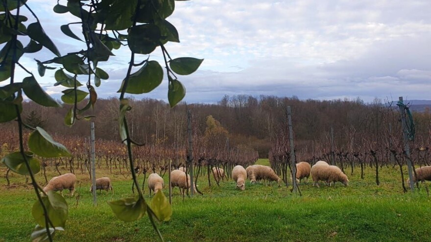 'Životinje uopće nisu reagirale, ovce i bikove uplašilo je moje vikanje'