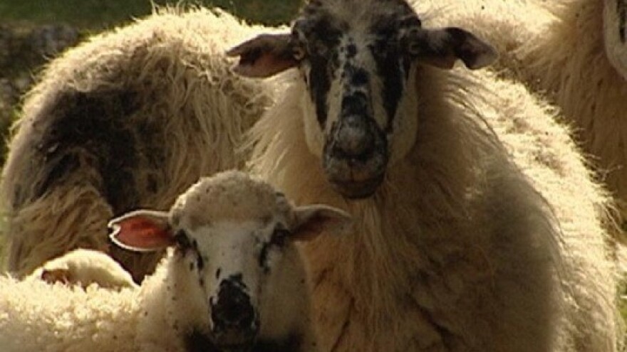 Izložba creske ovce!