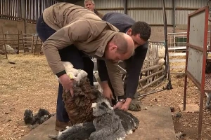 Kraljevski par: Vilijam i Kejt posetili farmu ovaca - jednu su i ošišali