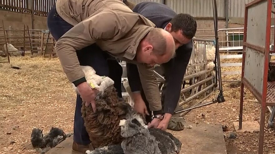 Kraljevski par: Vilijam i Kejt posetili farmu ovaca - jednu su i ošišali