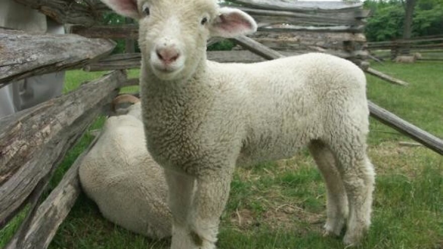 Nezaposlenih sve više, a pastira nema!?