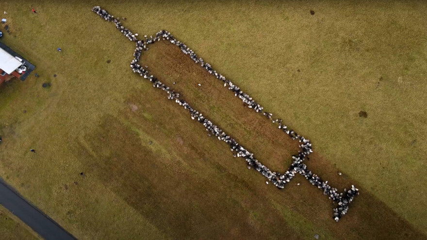 Ovce i koze u kampanji vakcinacije protiv Covida-19