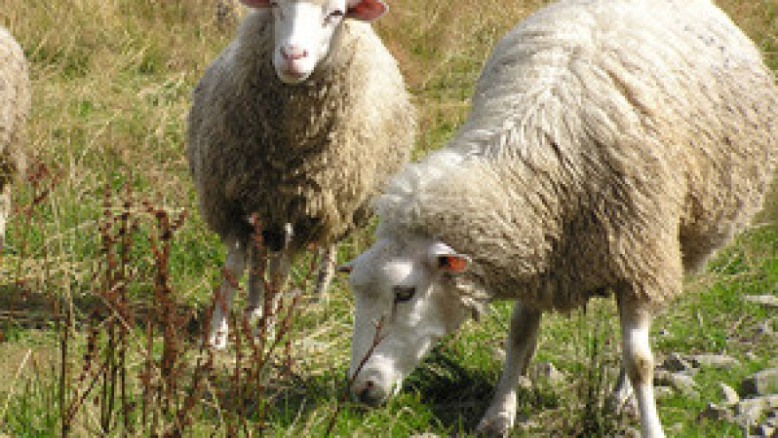 U Zadarskoj županiji najviše izvornih pasmina ovaca