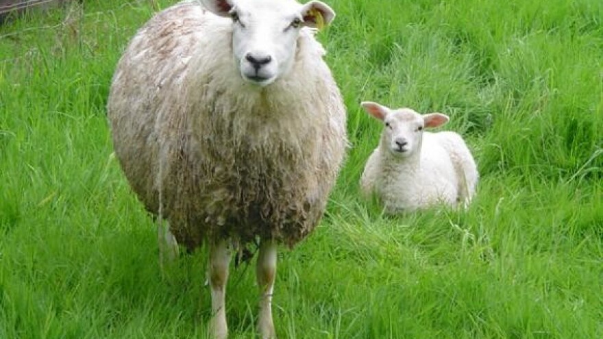 Sir i skuta otjerali krizu