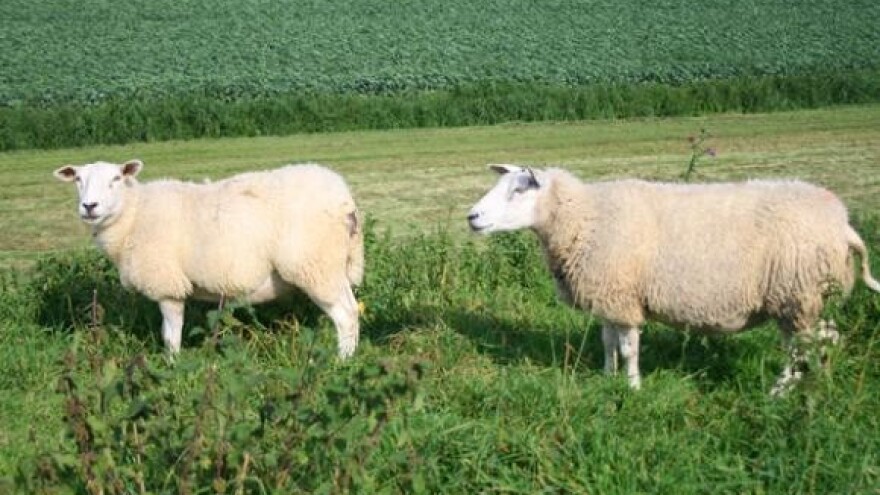 Kupci će stoku birati na internetu