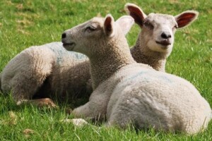 Povećana proizvodnja svinja, goveda i ovaca