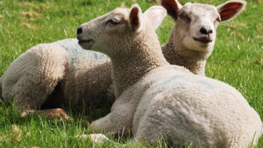 Povećana proizvodnja svinja, goveda i ovaca