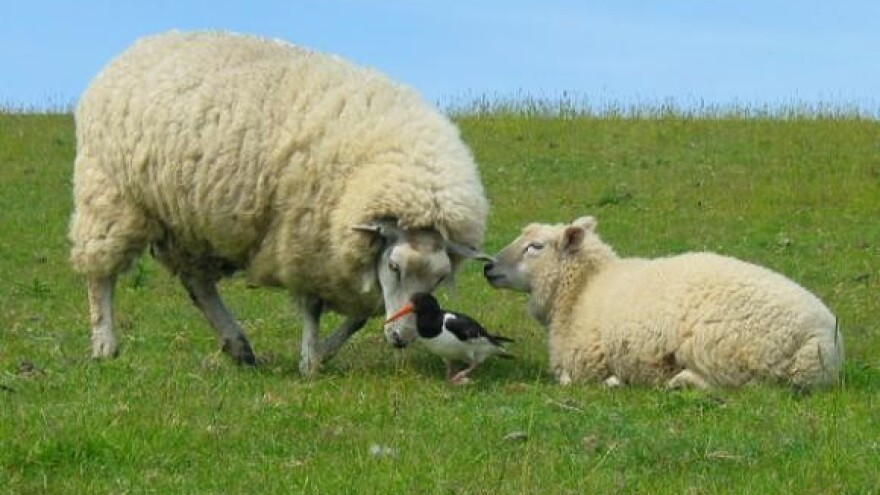 Propalo 100.000 tona vune