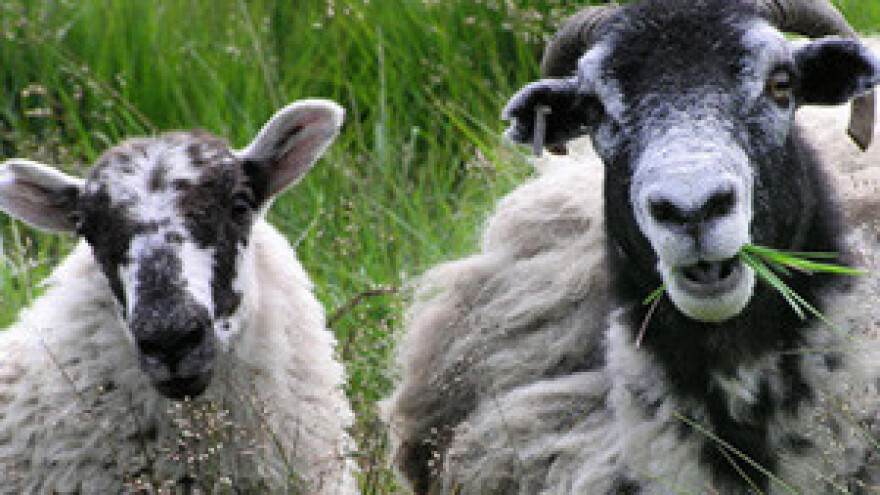 Na otocima propadaju stotine tona vune