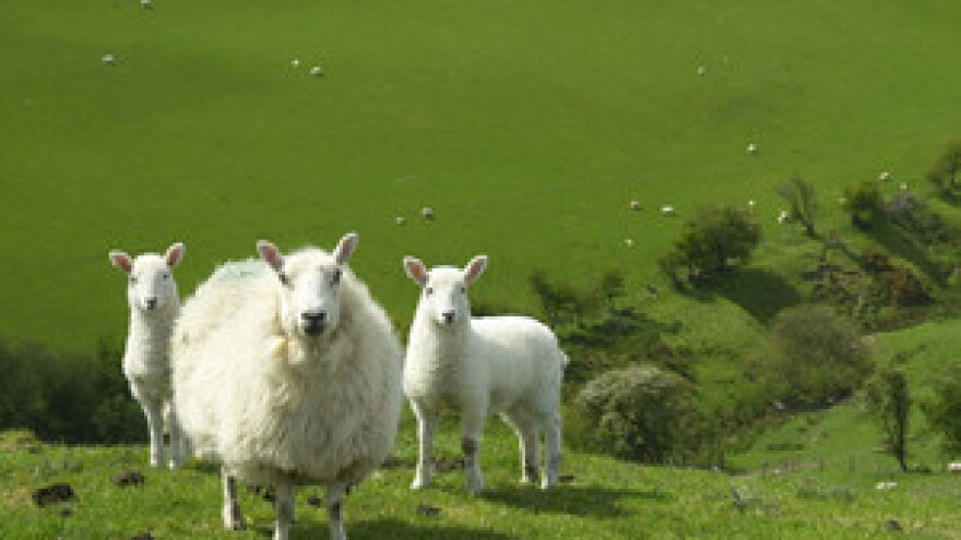 Hrvati ne žele biti pastiri