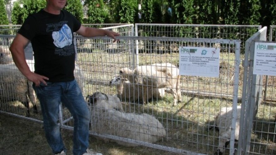 Obustavljena isplata poticaja ovčarima!