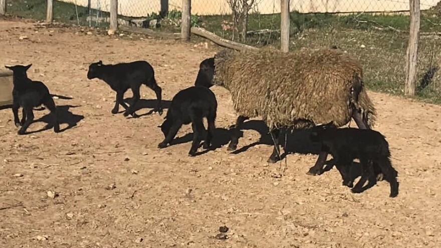 Otkriće u Srbu: Ovce im janje petorke, a psi nalaze crne i bijele tartufe