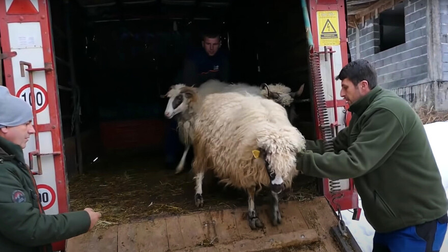 Ovčari vratili Huseinu osmijeh na lice: Dobio 20 ovaca nakon što mu je stado eutanazirano