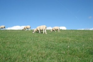 Bruceloza: eutanazirano 50 ovaca i koza