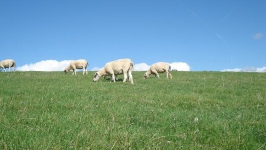 Bruceloza: eutanazirano 50 ovaca i koza