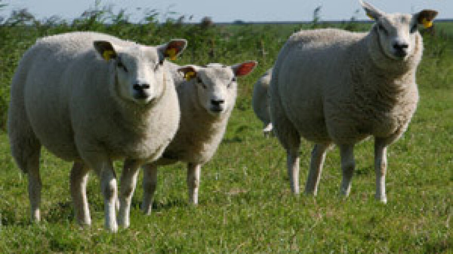 Hrvatske ovce tek nakon čipiranja mogu u EU