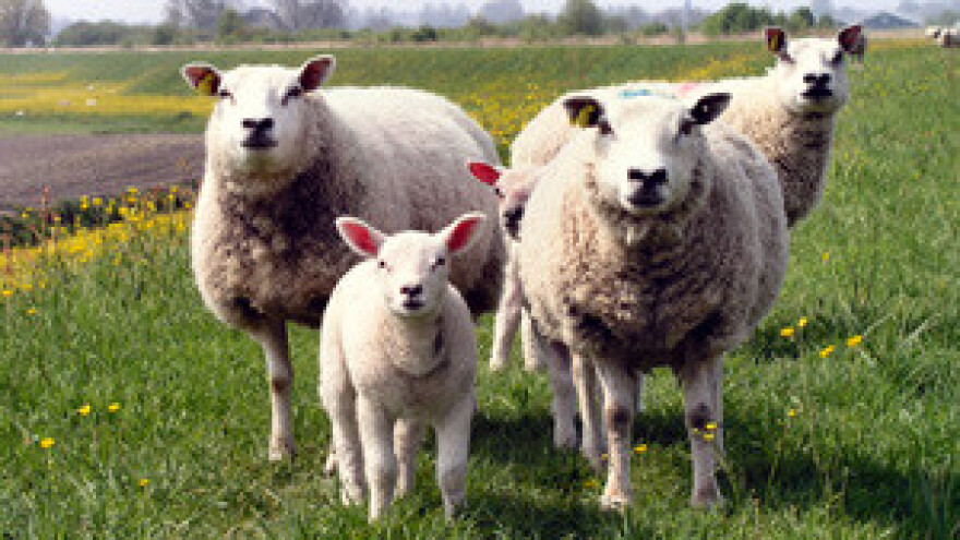 Zbog suše presušila i proizvodnja paškog sira