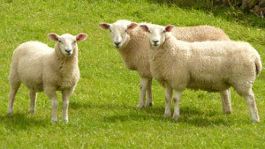 Zamak, zaboravljeni paški sir škripavac