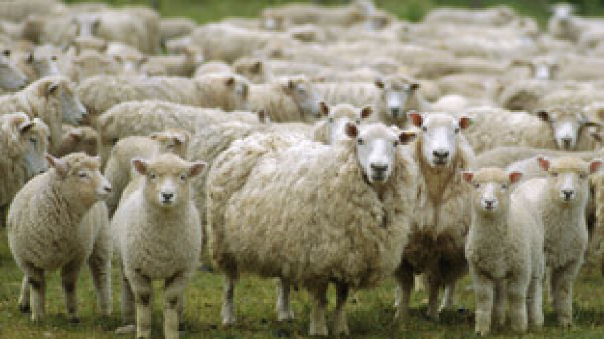 Počinje otkup 800 tona paške vune