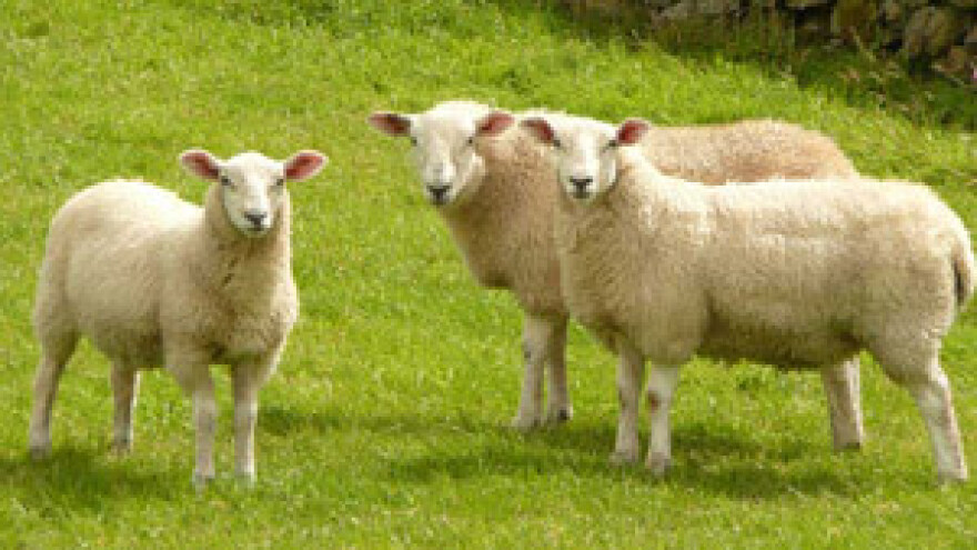 Pastiru za sezonu 4.000 eura