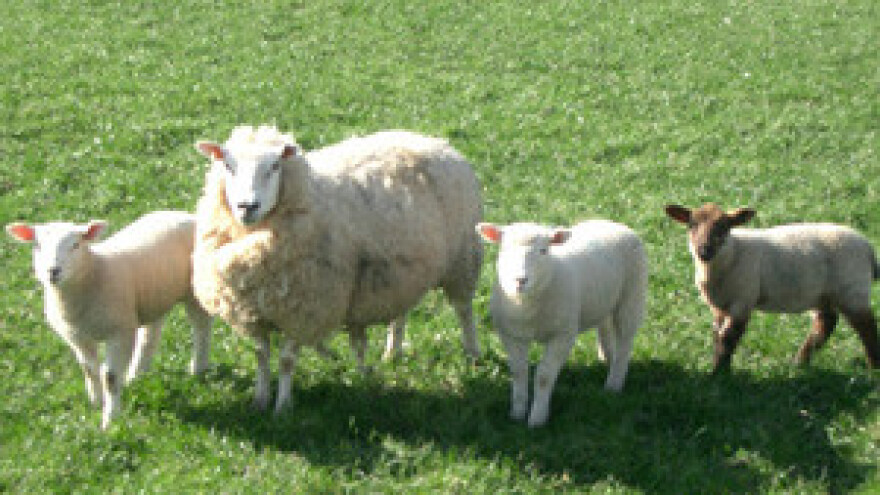 Potpore samo "europskim" pašnjacima