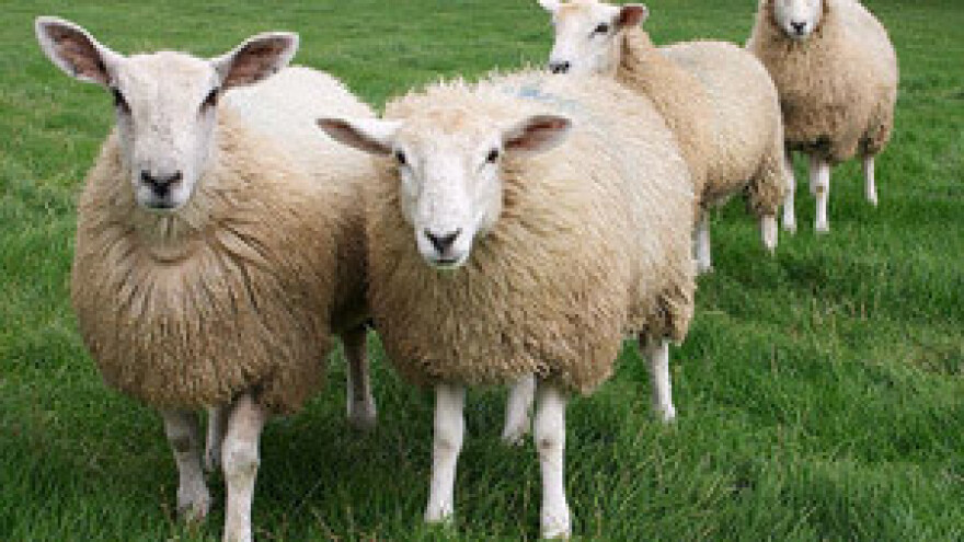 13. Savjetovanje uzgajivača ovaca i koza