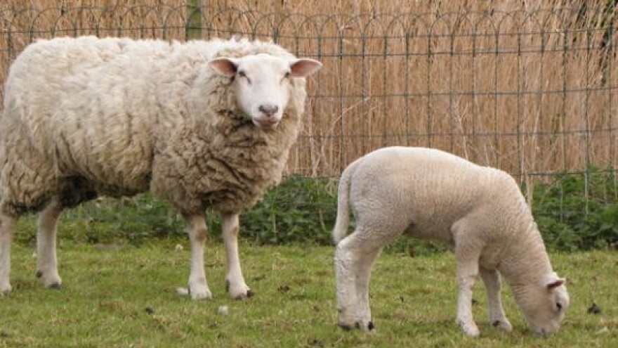 Vunu uvozimo, a svoju bacamo