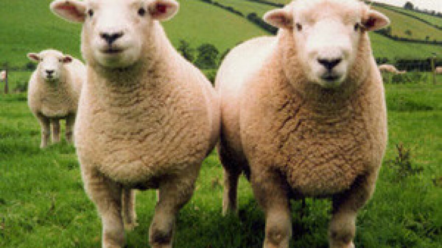 Za skladištare ovčje vune plaća 4.000 kn i poticaji