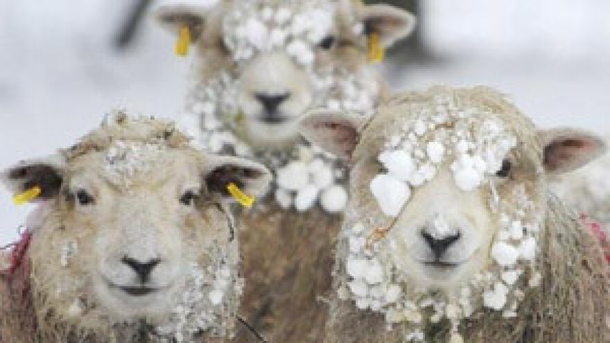 Od hladnoće stradalo stado ovaca