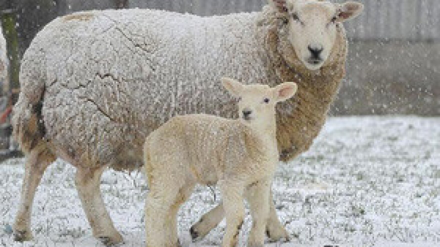 Ovčarstvo suočeno s vremenskim (ne)prilikama