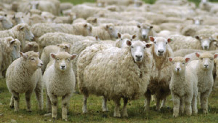 Uspješan projekt otkupa ovčje vune