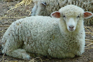 Ovčari spašavaju stada žednih ovaca