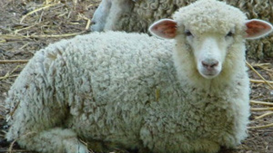 Ovčari spašavaju stada žednih ovaca