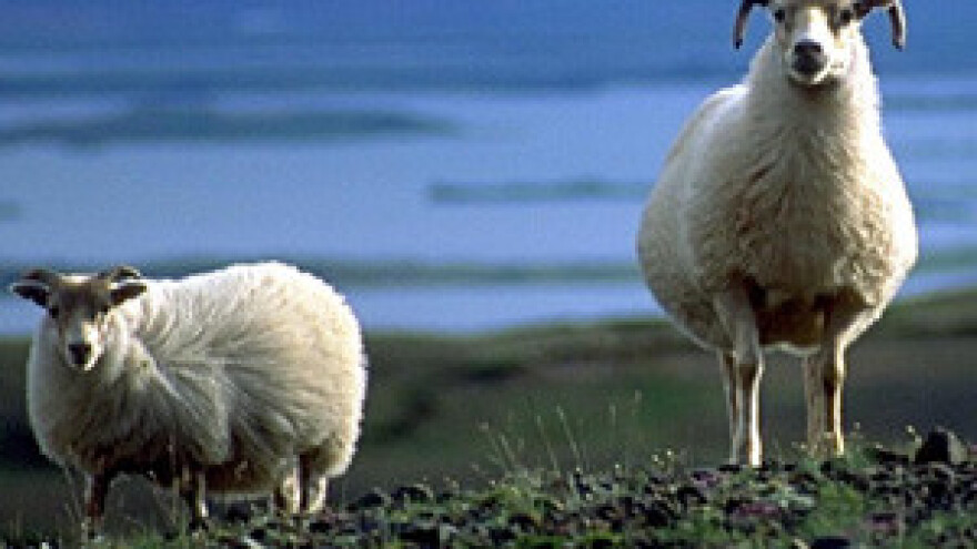 Suša ugrozila bračka stada