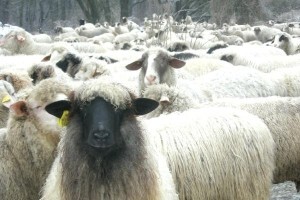 Sve više mladih Talijana odlučuje se za pastirski život