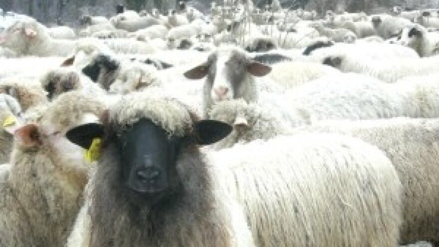 Sve više mladih Talijana odlučuje se za pastirski život