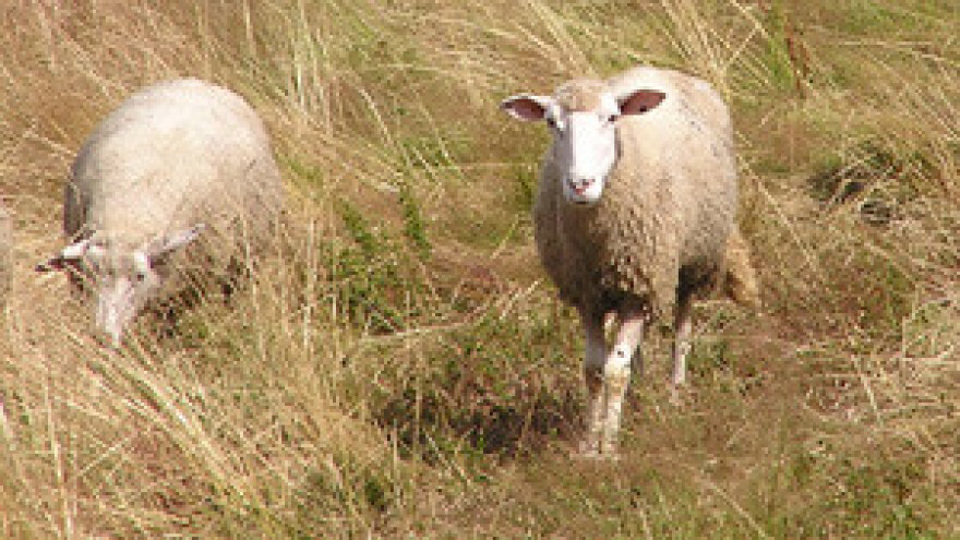 Q-groznicu Bračani uvezli iz BiH