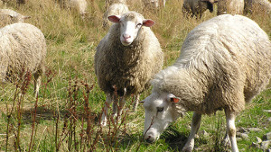 Vuna iz Biljana prvo se tržila u Indiji