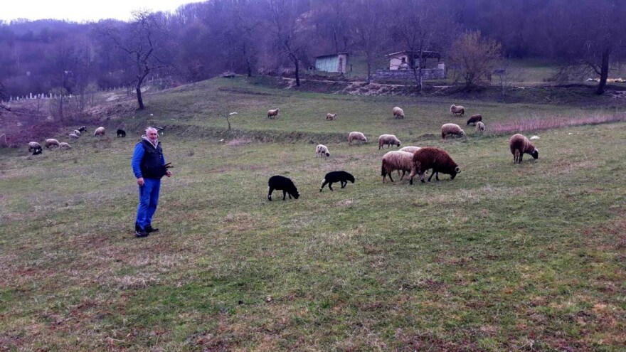U Srebrenici ovaca k'o u priči, a vunu neće niko