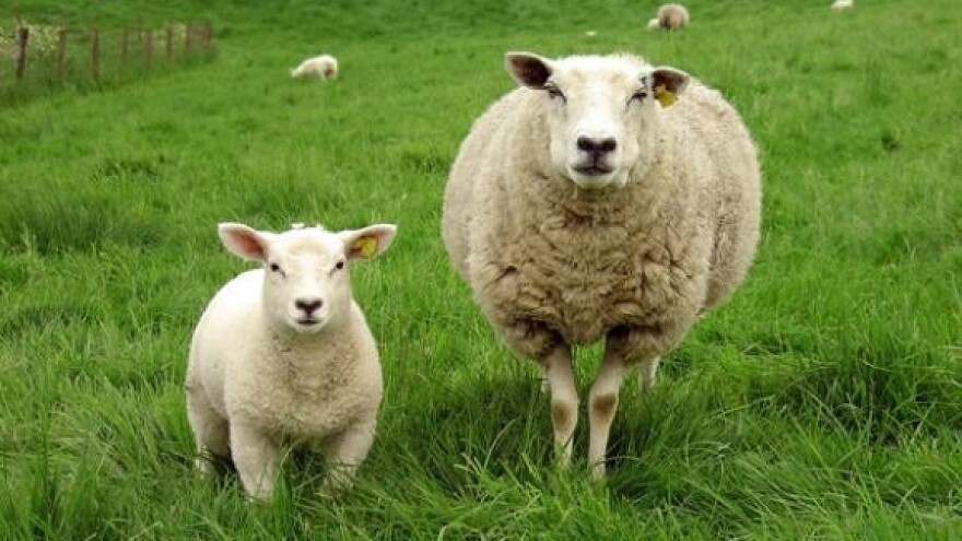 Grmljavinsko nevrijeme spržilo pola ovčjeg stada