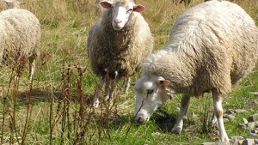 Vuna, nekad glavni ovčji proizvod, danas glavni problem
